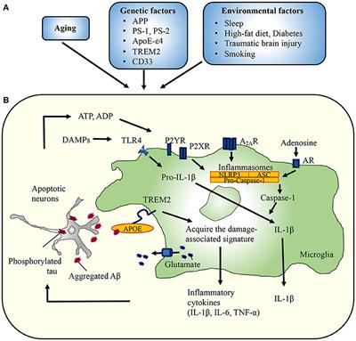 Microglia in Alzheimer's Disease: Risk Factors and Inflammation